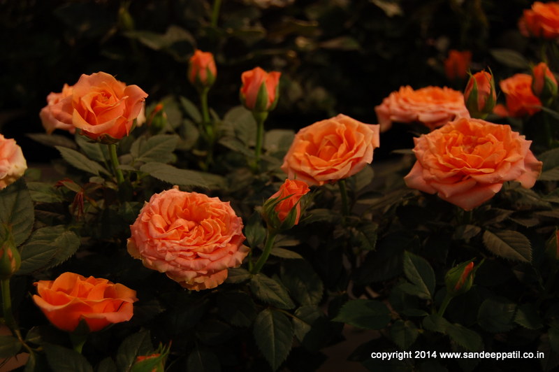 10_flora.jpg 10_flora.jpg