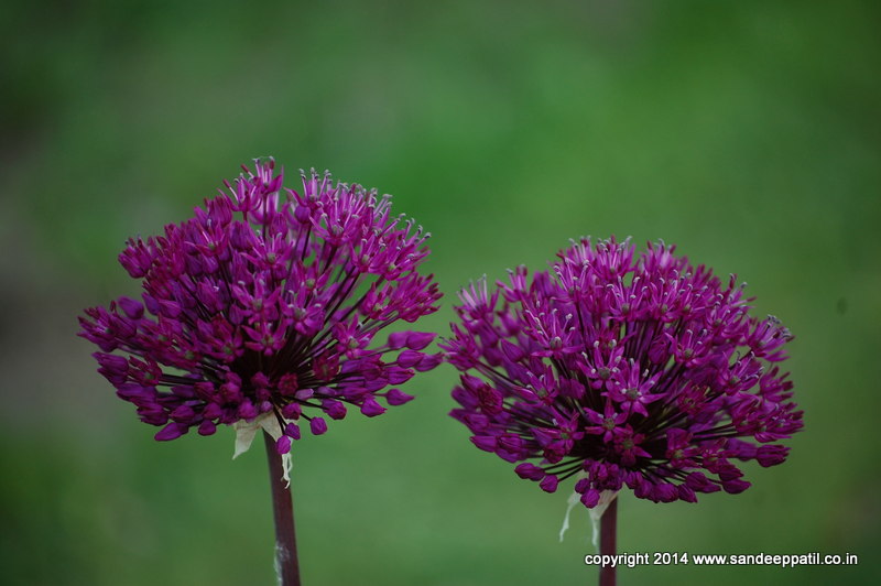 13_flora.jpg 13_flora.jpg
