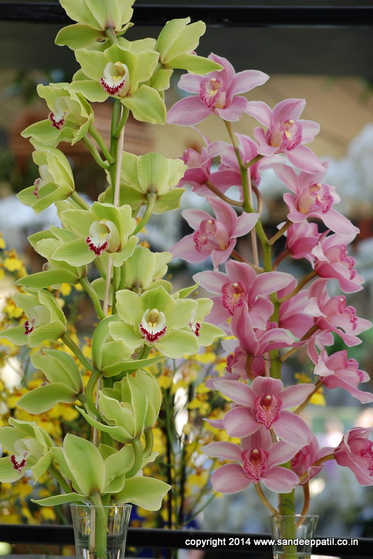 15_flora.jpg 15_flora.jpg