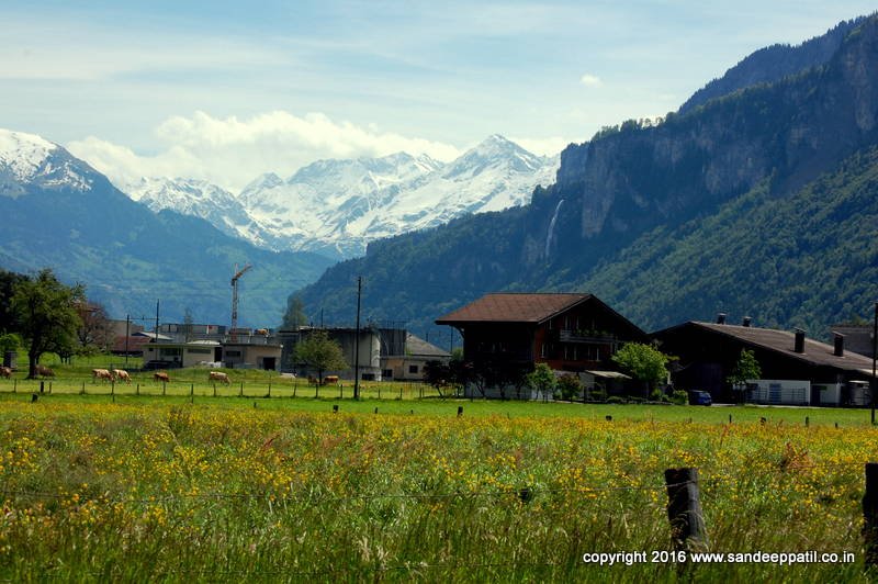 Swiss_03