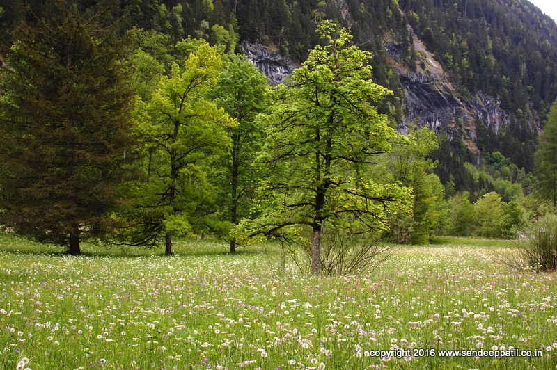 Swiss_06