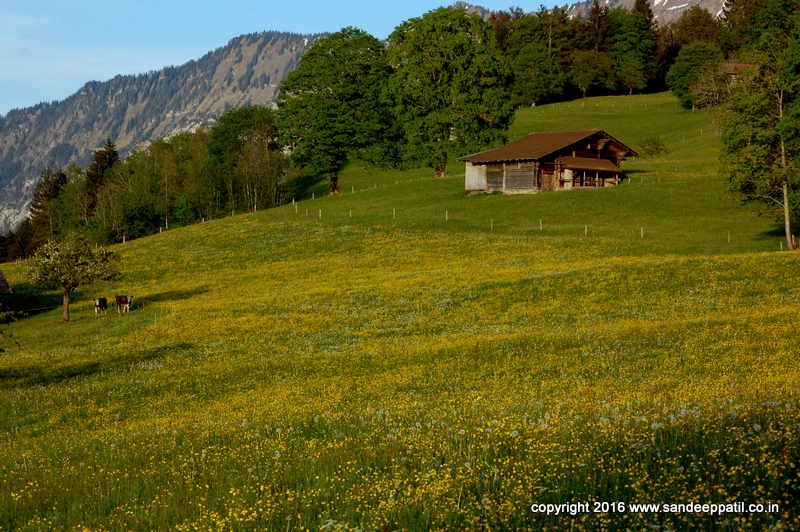 Swiss_14