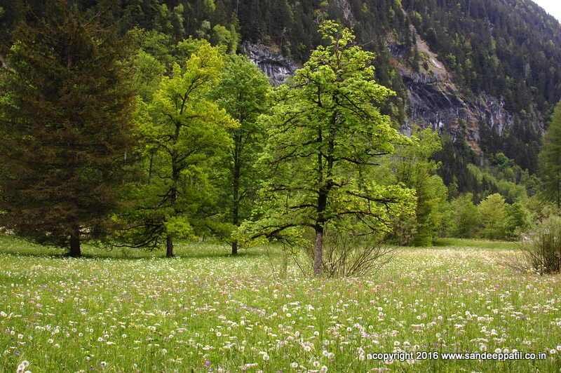 Swiss_06