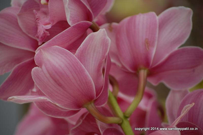 8_flora.jpg 8_flora.jpg