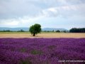 14_valensole